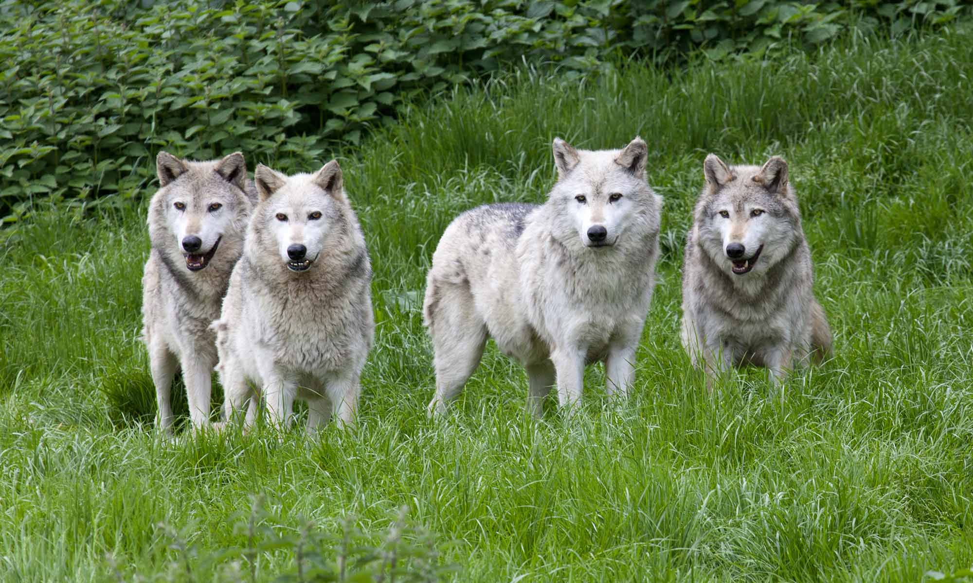 Wallpaper Mural Pack of Grey Wolves | Muralunique