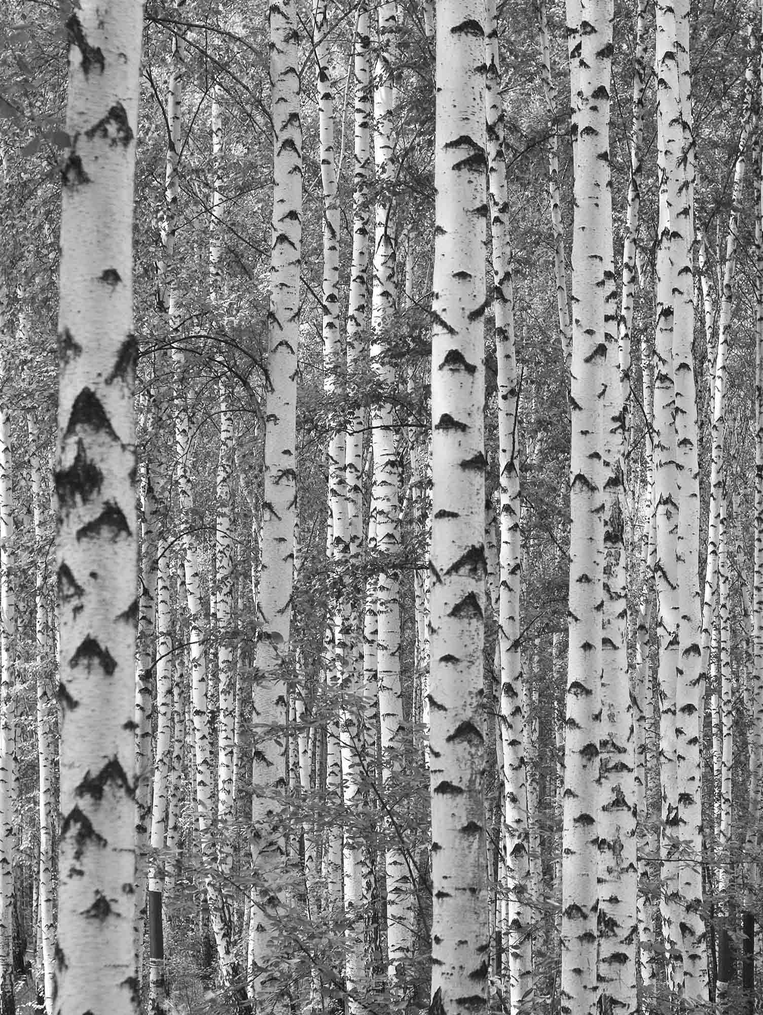 Birch Tree Forest (Black and White)