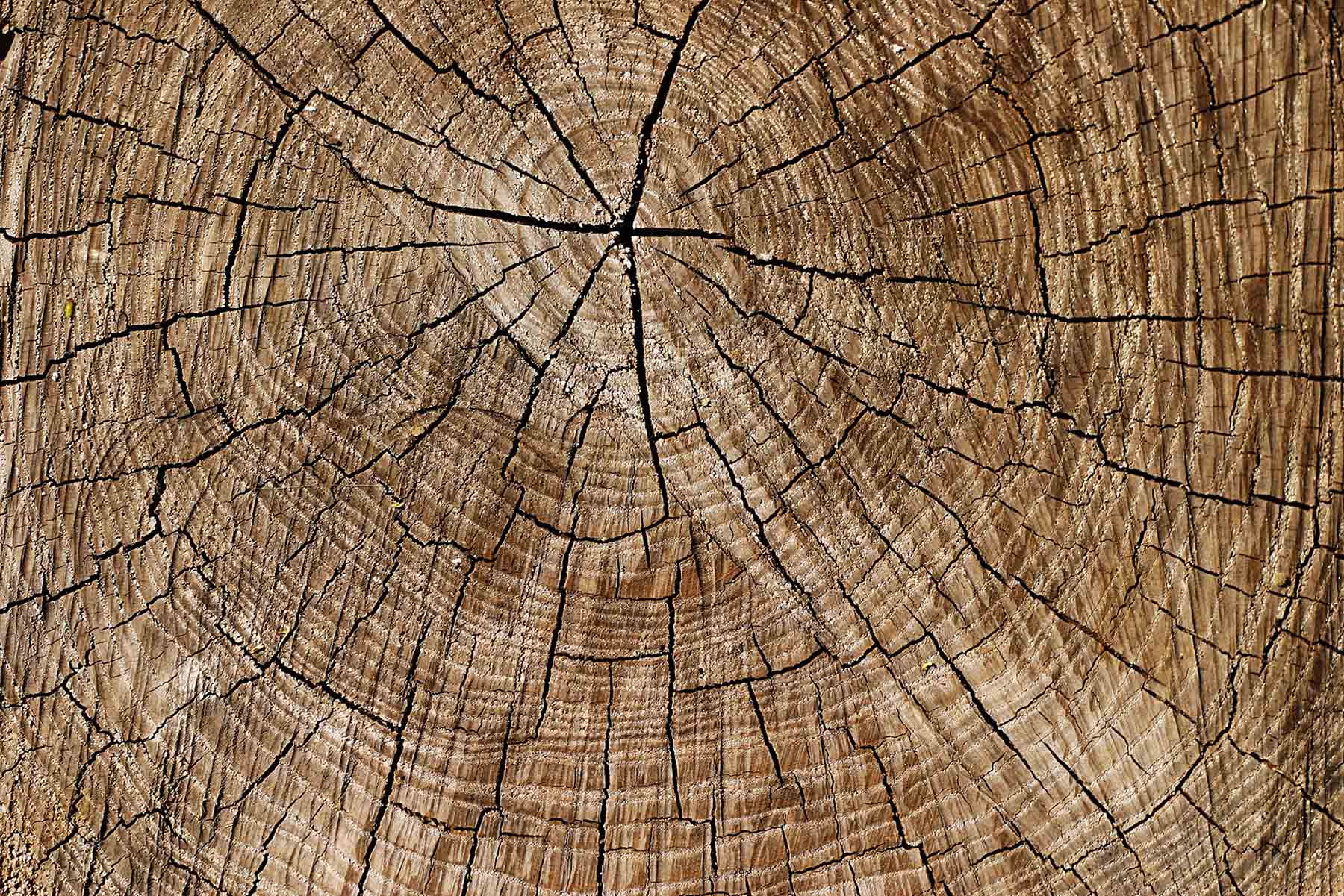 Cercle mural Tronc d'arbre sur bois - WallCatcher